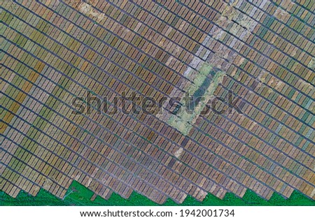 Aerial image of agricultural test plots with different sorts of cereal crops, hybrids, shoot from drone