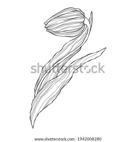 Single line art tulip in flat cartoon style. Wild spring wildflower with leaf in outline style. Symbol for Women's Day and Mother's Day.