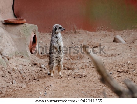 meerkat on guard duty on ground in day in zoo