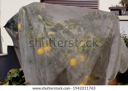 Lemon tree covered to protect for the winter season, concept of gardening  Royalty-Free Stock Photo #1942011763