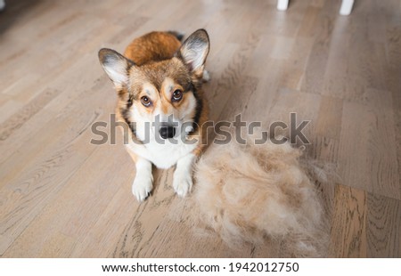 welsh corgi Pembroke dog with shredded fur photo Royalty-Free Stock Photo #1942012750