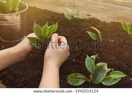 Little seedling in black soil on child hand next to the garden rake and shovel.Spring planting.Garden and vegetable garden.Save our planet.Arbor Day.Zero waste.Earth day concept.top view. Royalty-Free Stock Photo #1942014124