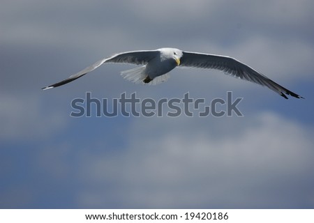 Fly of a seagull background in blue sky