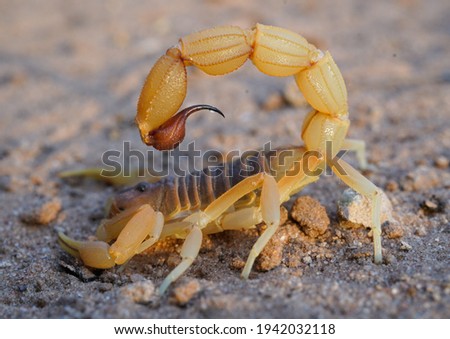 Scorpions in situ in Southern Africa