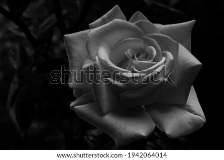 Black and white Rose in bloom. Beautiful flower. White Rose on a black background .Monochrome. Symbol of romance. Love. Beautiful rose isolated on a black background.