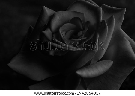 Black and white Rose in bloom. Beautiful flower. White Rose on a black background .Monochrome. Symbol of romance. Love. Beautiful rose isolated on a black background.