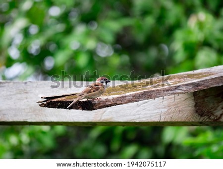 A sparrow is perched on a rotten wooden plank against a backdrop of green tree leaves Royalty-Free Stock Photo #1942075117