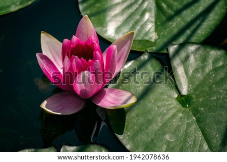 Lotus blooming in summer park