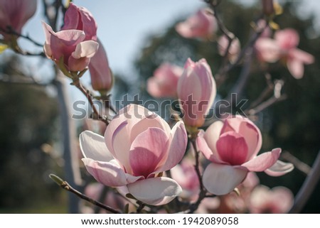 magnolia tree in bloom, magnolia flowers