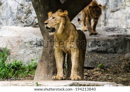 Two Lion in Chiangmai Zoo , Thailand