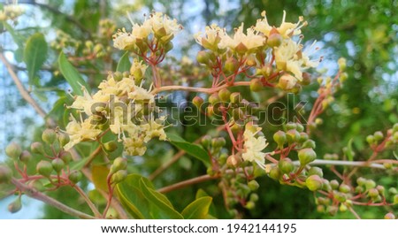 Flower of sandalwood on the map, the island of flores, Indonesia