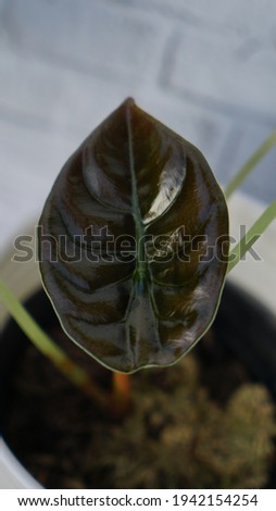 Selective focus A metallic shiny leaf of alocasia cuprea "red secret" exotic houseplant in white pot