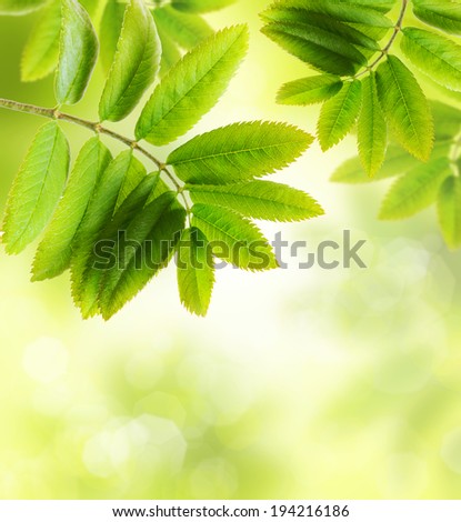 Green tree leaves background.