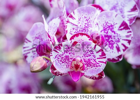 Orchid flowers in the garden. Phalaenopsis Orchidaceae