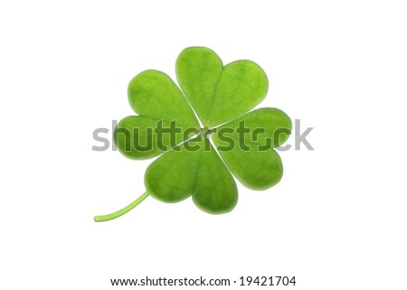  green clover isolated on white