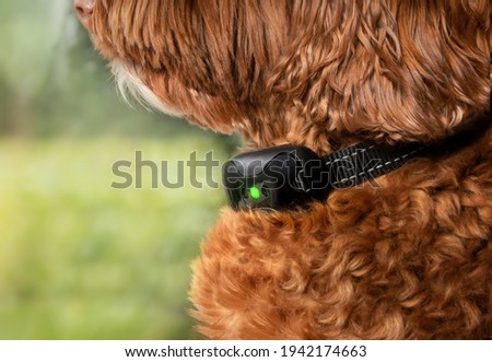 Labradoodle dog with bark collar active. Close up. Cute large female adult dog sitting by the window while wearing remote training collar to reduce or stop barking at outside action. Selective focus. Royalty-Free Stock Photo #1942174663