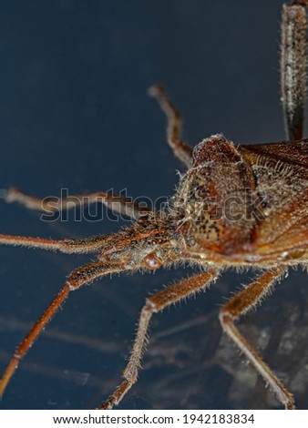 Bug sitting on window glass