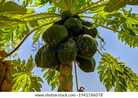 close view of green papaya isolated on tree