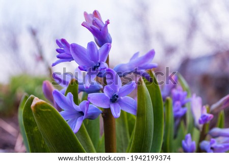 Spring flower bed close up. Purple flowers Hyacinth (Latin: Hyacinthus). Selective focus. Soft blurry background.