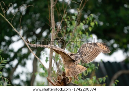 A Eurasian Eagle Owl or Eagle Owl. Land on a stump. . With spread wings. Seen from the back, in the woods