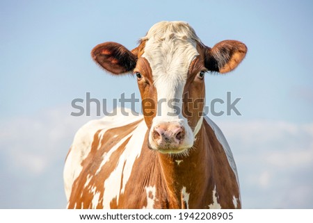 Cow portrait, a cute and calm red bovine, with white blaze, pink nose and friendly expression, adorable Royalty-Free Stock Photo #1942208905