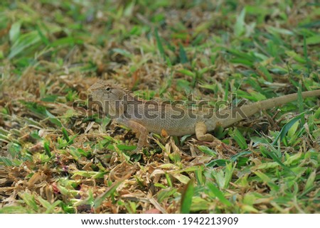 A brown lizard on green grass in summer day. Animal and nature concept.