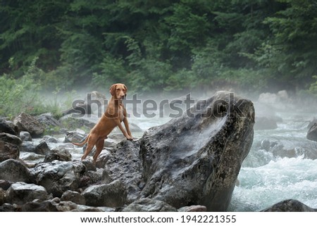Beautiful wire-haired dog vizsla standing by a mountain river Royalty-Free Stock Photo #1942221355