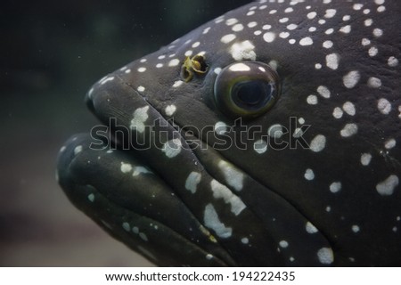 Big fish close up portrait with eye and mouth