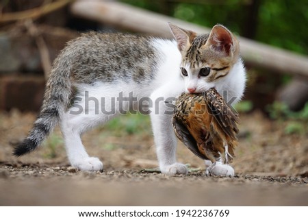 Domestic cat, Felis catus hunting on Rain Quail, Coturnix coromandelica, Satara, Maharashtra, India