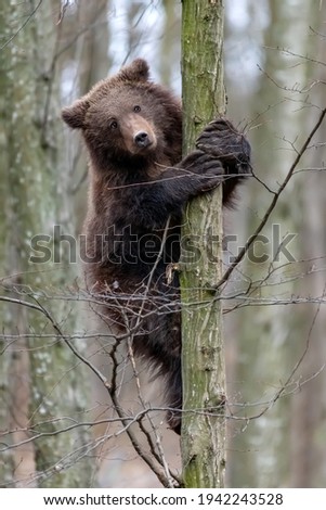 Close Bear cub clings to the side of the tree. Wildlife scene from nature