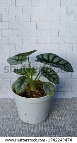 Keladi tengkorak or alocasia dragon silver plant