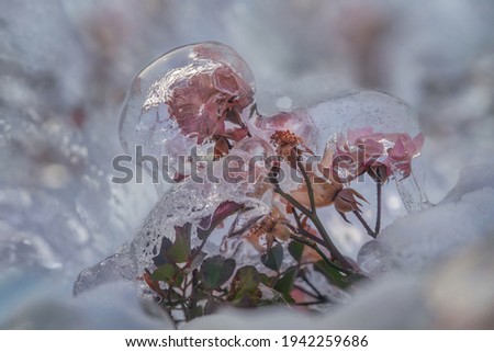 Roses in ice. Ice flowers. Flowers in winter 
