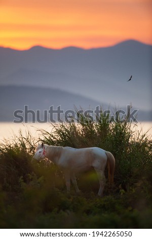 A white horse graze on grassland at sunset. Black bird fly over a lake and mountains blurred in the backgrounds. Focus on horse head.
