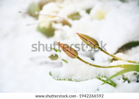 Young tulips flowers growing through snow in early spring season. Weather and season changing concept. None focus 