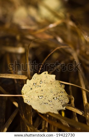 A single leaf with raindrops on at autumn
