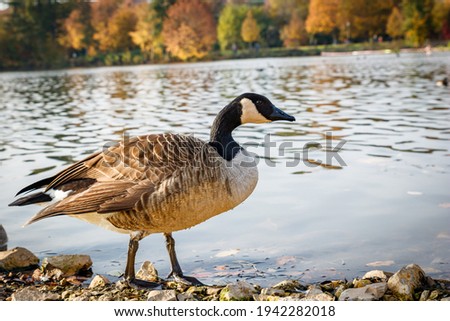 This is a picture of a lake and a duck taken at a park