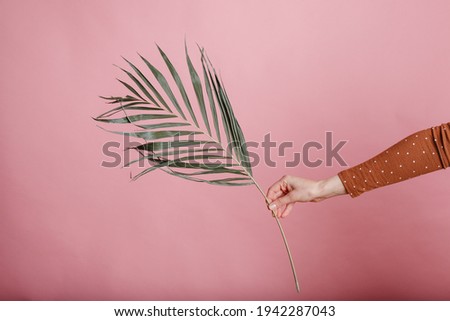 
dried palm branch in the girl's river on a pink background. Trendy image of the paln branch