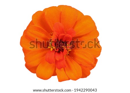 Orange zinnia isolated on white. Very detailed retouched, full depth of field, high dynamic range