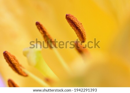 Pollen on a Anther in macro photography this photo is of a beautiful yellow lily in full bloom. Royalty-Free Stock Photo #1942291393