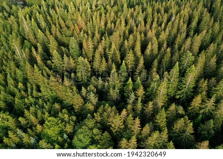 aerial view of a coniferous forest in the Cevennes France  Royalty-Free Stock Photo #1942320649