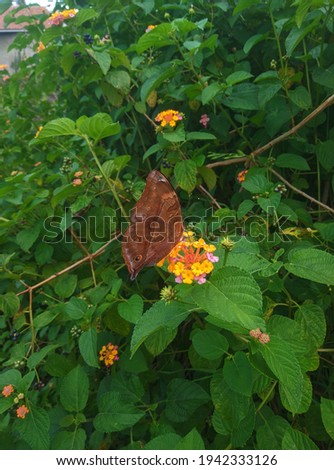 Beautiful brown butterfly on a colorful flower