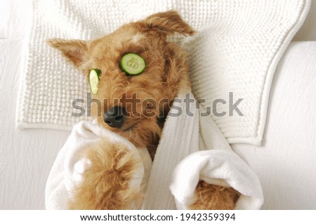 Funny airedale terrier dog photograpy cute spa Day laying bed relax beauty mask   Royalty-Free Stock Photo #1942359394
