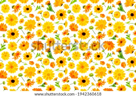 Pattern of orange flowers of calendula on a white background, as a backdrop or texture. Spring, summer wallpaper for your design. Top view Flat lay.