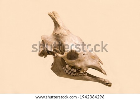 The skull and lower jaw of a giraffe (Latin: Giraffa camelopardalis L.) are isolated on a white background. Paleontology Late Pleistocene fossil animals.