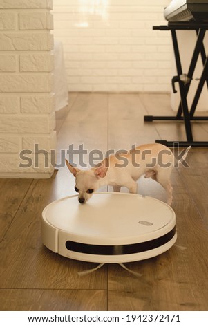 Smart robot vacuum cleaner in the interior makes cleaning of the laminate floor with a curious domestic dog chihuahua