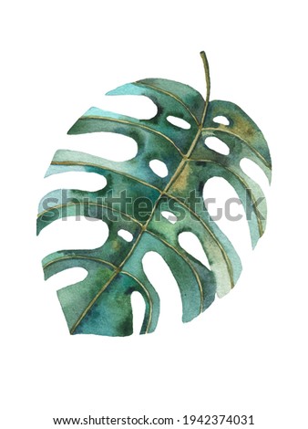 tropical leaf of green monstera on white background, cute watercolor childrens illustration