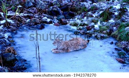 Wild lynx on a frozen pond in winter in Skansen 