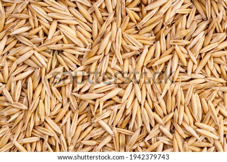 background of oat raw grains. vegetarian food. High quality photo