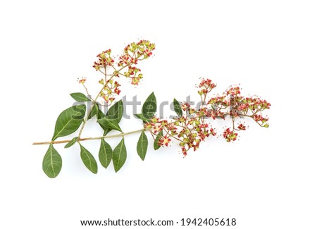 Henna or lawsonia inermis flowers isolated on white background.top view,flat lay.