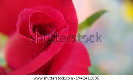 blur close up of red rose.Selective focus rose petals, abstract romance background, pastel and soft flower card.